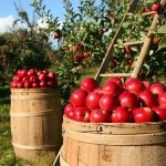 Taste Atlas: Τα μήλα Ζαγοράς στην πρώτη θέση με τα καλύτερα του κόσμου