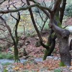 Το παραδεισένιο δάσος στα Λακκώματα Αχαΐας - Εντυπωσιάζει με την ομορφιά του (video)