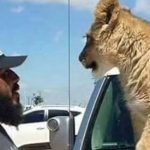 Συρία: Εκτέλεσαν δημόσια μέλος των Δυνάμεων Τίγρης που τάιζε αιχμαλώτους στο «κατοικίδιό» λιοντάρι