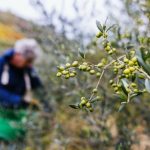 Λάδι: Δεν έχει πέσει στην Ελλάδα κάτω από τα 10 ευρώ το κιλό
