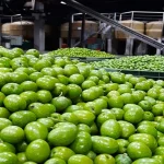 Κουκουλοφόροι έκλεψαν 33 σακιά με ελιές από Συνεταιρισμό της Μεσσηνίας με κλεμμένο όχημα από δήμο
