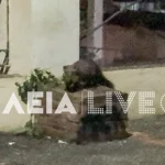 ΗΛΕΙΑ: Νυφίτσα, "κόβει βόλτες" στην Αγία Κυριακή - ΒΙΝΤΕΟ