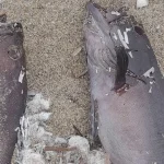 Δεκάδες νεκρά ψάρια χωρίς μάτια, ξεβράστηκαν στην παραλία των Φαλασάρνων στα Χανιά - Βίντεο και φωτογραφίες