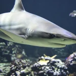 Τουρίστας έχασε τη ζωή του από επίθεση καρχαρία στην Αίγυπτο