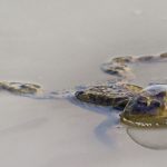 Comedy Wildlife Photography: Οι 10 πιο αστείες φωτογραφίες ζώων – Ποια κέρδισε το πρώτο βραβείο
