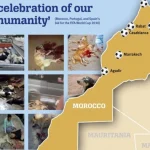 Το Μαρόκο σχεδιάζει την θανάτωση 3 εκατ. αδέσποτων σκύλων ενόψει του Μουντιάλ 2030