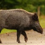 Αγριογούρουνα ξεθάβουν νεκρούς σε νεκροταφείο της Λευκάδας