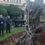 Ελιά 700 ετών από την Τέμενη Aιγίου φυτεύτηκε στην Παλαιά Βουλή