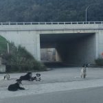 ΠΑΤΡΑ: Αδέσποτα σε δρόμο ταχείας κυκλοφορίας - ΦΩΤΟ