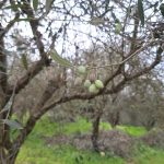 ΒΙΝΤΕΟ: Από 4,5 ευρώ και πάνω το κιλό το λάδι στην Αχαϊα (από παραγωγό)
