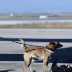 Σεισμοί - Σαντορίνη: ΕΜΑΚ και ΕΜΟΔΕ κατέφτασαν στο νησί και είναι σε επιφυλακή (βίντεο)