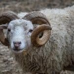 Πρέβεζα: Κριάρι σκότωσε κτηνοτρόφο