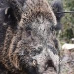 Πάρνηθα: Αγριογούρουνο περιφέρεται καρφωμένο με βέλος (εικόνες)