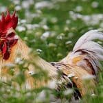 Κόκορας λαλούσε σχεδόν 80 φορές την ώρα – Πρόστιμο στον ιδιοκτήτη του