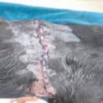 Ηλεία: Άγρια κακοποίηση αδέσποτου σκύλου