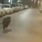 Αγριογούρουνα στο κέντρο της Θεσσαλονίκης