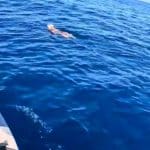 Ηλεία: Διάσωση σκύλου που βρέθηκε στη θάλασσα ανοιχτά από το Κατάκολο