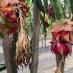 Dragon Fruit από την Καλαμάτα – Στην Κυπαρισσία τα πιο πρώιμα καρπούζια στην Ευρώπη