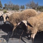 ΔΥΤΙΚΗ ΕΛΛΑΔΑ: Εκλεψαν από στάβλο 3 αρνιά