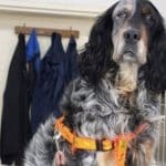 ΔΥΤΙΚΗ ΕΛΛΑΔΑ: Η σκυλίτσα που σώθηκε από λιμενικούς υιοθετήθηκε - Την είχαν πετάξει στη θάλασσα