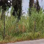 Δήμος Πατρέων: Καλεί τους ιδιοκτήτες να καθαρίσουν τα οικόπεδά τους- Πότε "πέφτουν" πρόστιμα