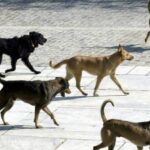 Ψαθόπυργος: Κινδυνύουν κάτοικοι και επισκέπτες από αγέλες σκύλων - Έχουν επιτεθεί σε 4 άτομα