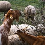 Οι κατσίκες την… έστειλαν στο αστυνομικό τμήμα – Τις άφησε ελεύθερες και κατέστρεψαν αμπελώνα