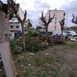 ΠΑΤΡΑ: Ποντίκια στην περιοχή Ταραμπούρα