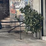 ΠΑΤΡΑ: Ξεριζώθηκε κι… έμεινε παρατημένο στο πεζοδρόμιο! (ΦΩΤΟ)