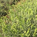 Πάτρα: Ημερίδα για το Ελληνικό Τσάι του Βουνού την Τετάρτη 30 Απριλίου 2025