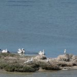 ΛΕΥΚΑΔΑ: Η πρώτη αποικία αργυροπελεκάνων σε ελληνικό νησί