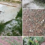 Δυτική Αχαΐα: Επιστολή Γρηγόρη Αλεξόπουλου στον ΕΛΓΑ για τις ζημιές από τη χαλαζόπτωση