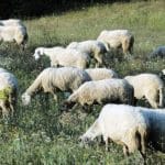 Επιβεβαιώθηκαν τέσσερα κρούσματα ευλογιάς των αιγοπροβάτων στην περιοχή της Ναυπακτίας