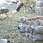ΑΧΑΪΑ: Χειροπέδες σε άνδρα που έσφαξεαρνό και το κρέμασε στην αυλή του σπιτιού του