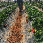 Μανωλάδα: Το τηλέφωνο έσωσε τα θύματα trafficking – Έρευνες για τον εντοπισμό του δουλεμπόρου