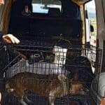 Η 6η ΕΜΑΚ Πάτρας έσωσε σκύλο που είχε εγκλωβιστεί σε γέφυρα (ΦΩΤΟ)