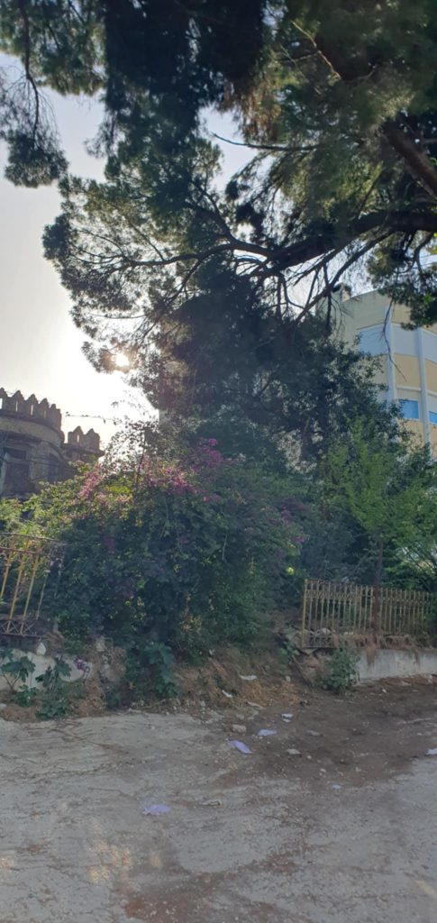 ΠΑΤΡΑ - ΑΠΙΣΤΕΥΤΟ: Τα πεύκα έχουν μπει… στα μπαλκόνια διαμερισμάτων - ΦΩΤΟ