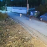 Επιθέσεις αδέσποτων στην Παραλία Πατρών