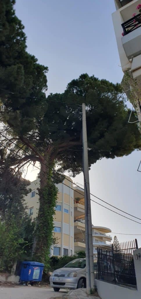 ΠΑΤΡΑ - ΑΠΙΣΤΕΥΤΟ: Τα πεύκα έχουν μπει… στα μπαλκόνια διαμερισμάτων - ΦΩΤΟ