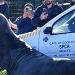 Βίντεο: Θαλάσσιος ελέφαντας πήρε… τους δρόμους στο Κέιπ Τάουν