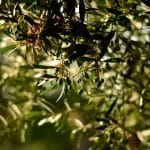 Καταστρέφουν την ελιά για τα φωτοβολταϊκά – Προς εκρίζωση 500.000 χιλιάδες ελαιόδενδρα