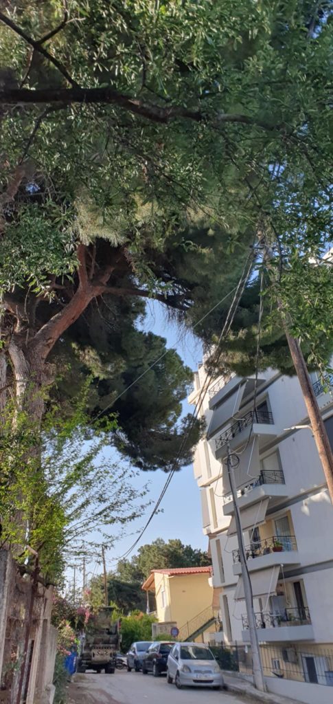 ΠΑΤΡΑ - ΑΠΙΣΤΕΥΤΟ: Τα πεύκα έχουν μπει… στα μπαλκόνια διαμερισμάτων - ΦΩΤΟ