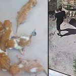 ΠΑΤΡΑ: Θλιβερή "ρουτίνα" η εγκατάλειψη νεογέννητων οικόσιτων ζώων - ΗΧΗΤΙΚΟ