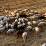 Αιγοπροβατοτρόφοι: Αποζημιώσεις για τις πληγείσες περιοχές λόγω ζωονόσων