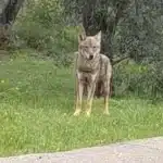 Χαλκίδα: Περαστικός εντόπισε λύκο, ΔΕΙΤΕ βίντεο