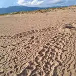 Hλεία: Οι πρώτες φωλιές Caretta – Caretta είναι γεγονός! – Από τι κινδυνεύουν