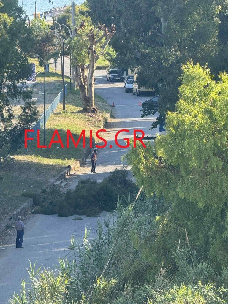ΠΑΤΡΑ: Δένδρο έπεσε στη μέση του δρόμου - Και τεράστιο κλαδί "πλάκωσε" αυτοκίνητο - ΦΩΤΟ