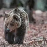 Η άγρια ζωή δεν είναι ζωολογικός κήπος - Λύκοι, αγριογούρουνα, τσακάλια και οχιές κατεβαίνουν σε πόλεις και χωριά