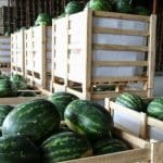 Μεγάλες ποσότητες καρπουζιών έριξαν τις τιμές, δύσκολες οι επόμενες εβδομάδες - Τι εκτιμούν αγρότες της Δυτικής Ελλάδος
