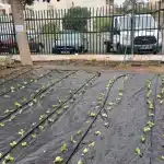 Λαχανόκηποι στα νηπιαγωγεία και τα δημοτικά από το ερχόμενο σχολικό έτος